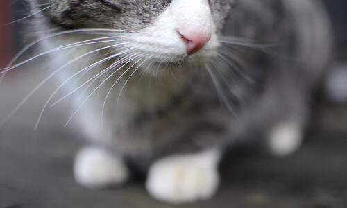 开云中国-APEX英雄 战队默契度持续提升，apex英雄职业战队