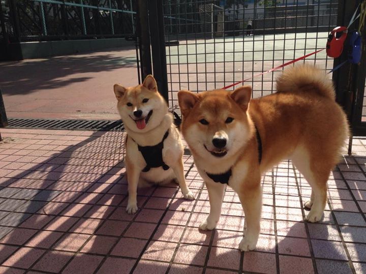 kaiyun 开云体育-AI智能解说：未来赛场的全新玩法，未来杯ai挑战赛