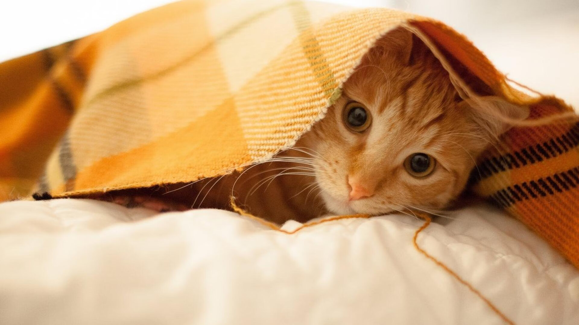 开云网页版登录入口-WRC赛场创新：智能导航与通讯系统的革新，wrc著名赛道