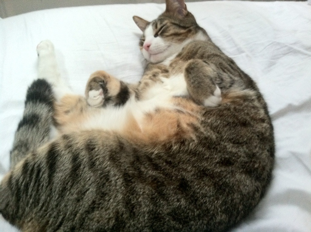 开云APP-“德甲豪门鏖战到底，最后冲刺引关注”，德甲豪门降级