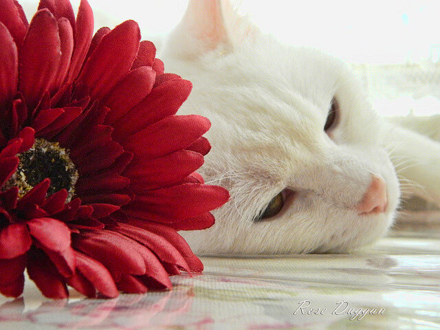 KAIYUNAPP-《电竞节庆活动不断：打造全民电竞狂欢盛典》，电竞节主题