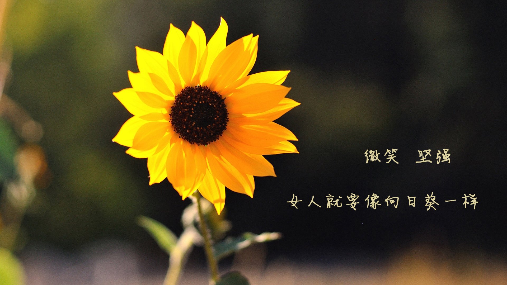 Kaiyun(中国)开云-【冠军之战】某队逆转夺冠历史性一战，冠军争夺战[综运动]