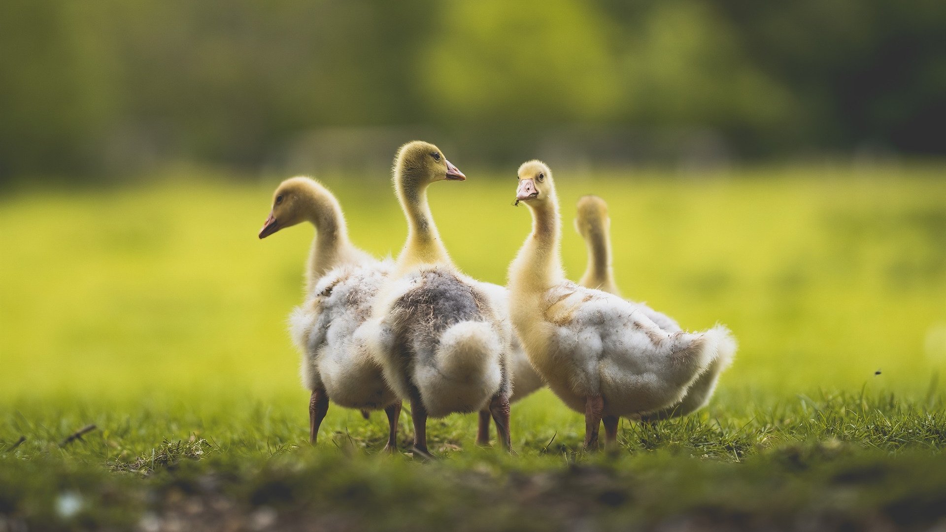 开云·Kaiyun网页版-全国自行车绕城赛，骑行体验城市的脉搏，自行车环绕中国一圈多少公里