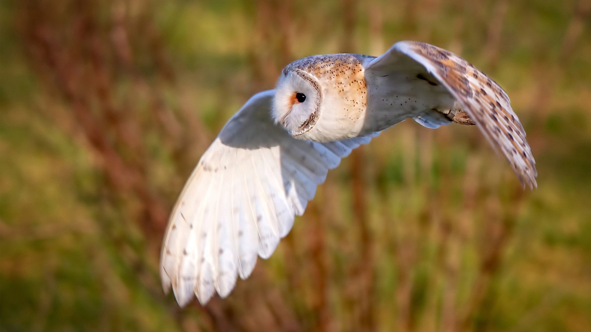 开云官方网站-城市摩托车音速巡回，速度与音乐的狂欢盛典，摩托车声浪音乐