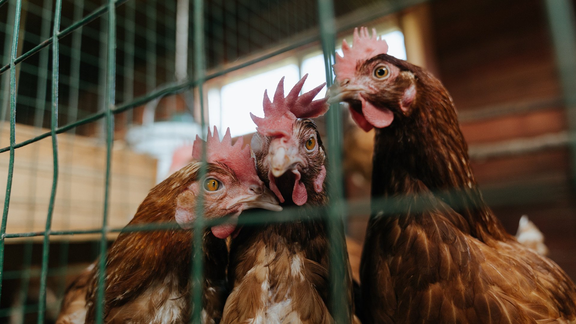 开云官网登录-少年骑士挑战赛：青少年的速度对决，少年骑士队百度百科