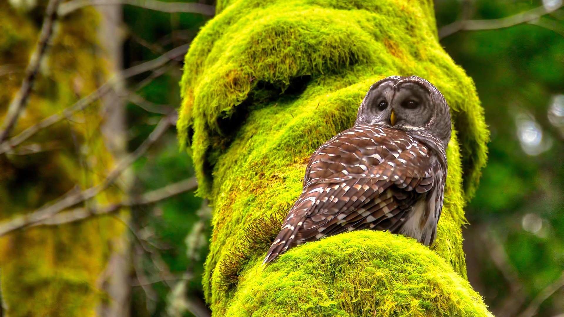 开云体育APP下载-德国马术协会与国际马术联合会合作，举办国际马术交流活动，促进技术交流。