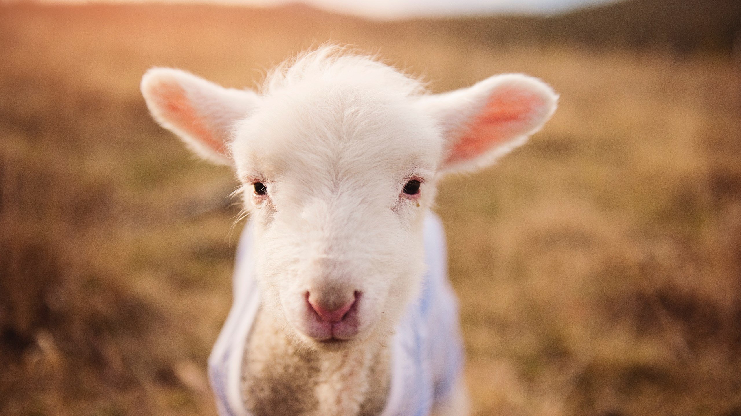 开云首页登录-内维斯球员在场上发挥出色，最终夺得胜利，曼联内维斯