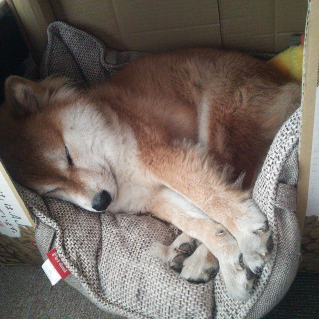 开云网页版-拉斯帕尔马斯主场0-2不敌皇家马德里，遭遇失利，拉斯帕尔马斯vs卢戈