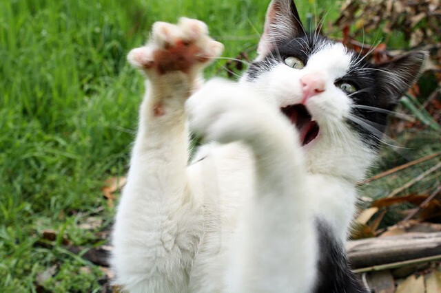 开云·体育官网APP下载-森林狼新秀表现不俗，逐渐崭露头角成为球队核心，森林狼 新秀