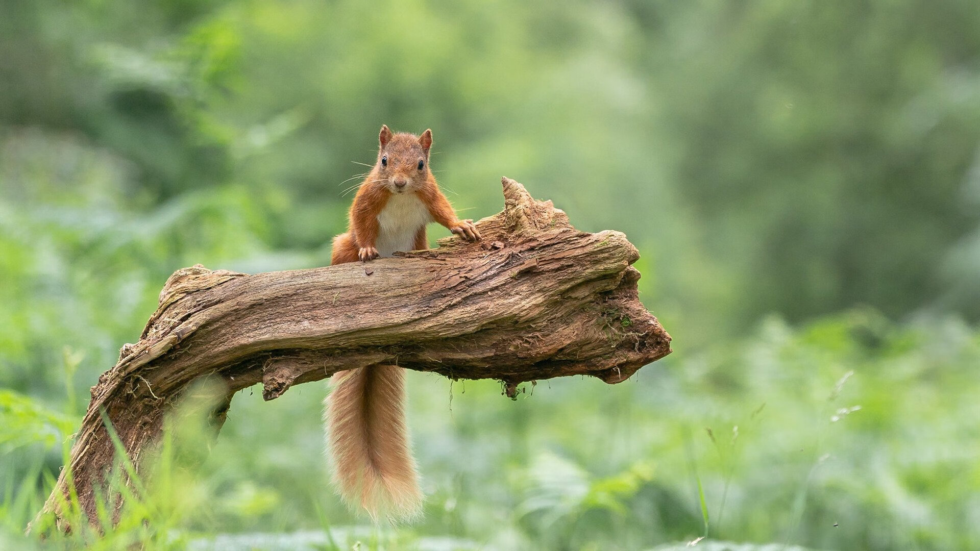KAIYUN 中国大陆-瓦伦西亚客场0-2不敌西班牙人，球队士气受挫，瓦伦西亚新球场现状