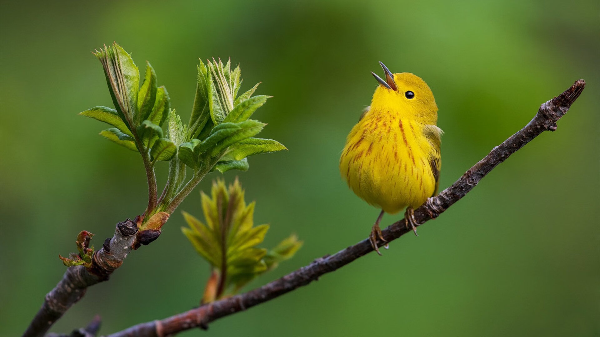 开云中国大陆-职业篮球运动员伤病康复，篮球运动员 伤病